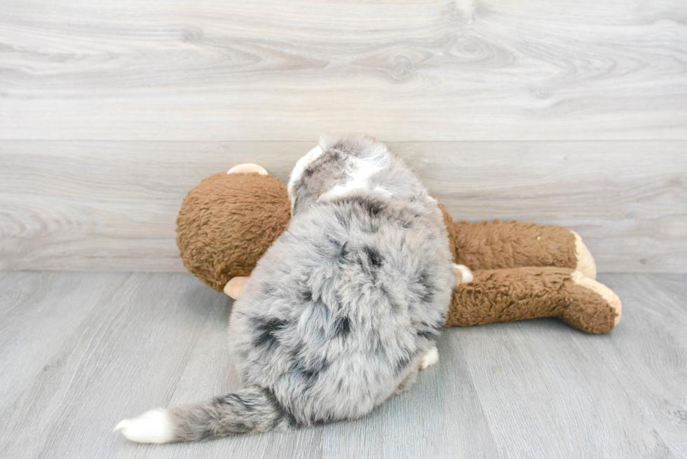 Small Mini Bernedoodle Baby