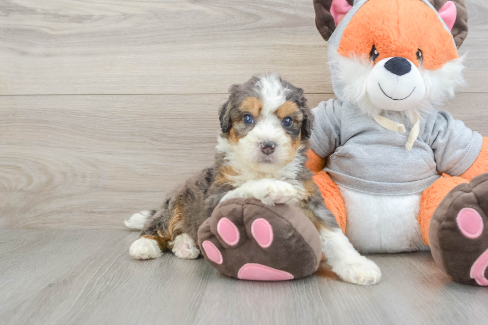 Mini Bernedoodle Pup Being Cute