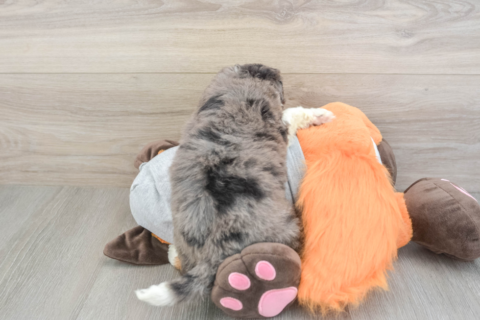 Mini Bernedoodle Pup Being Cute