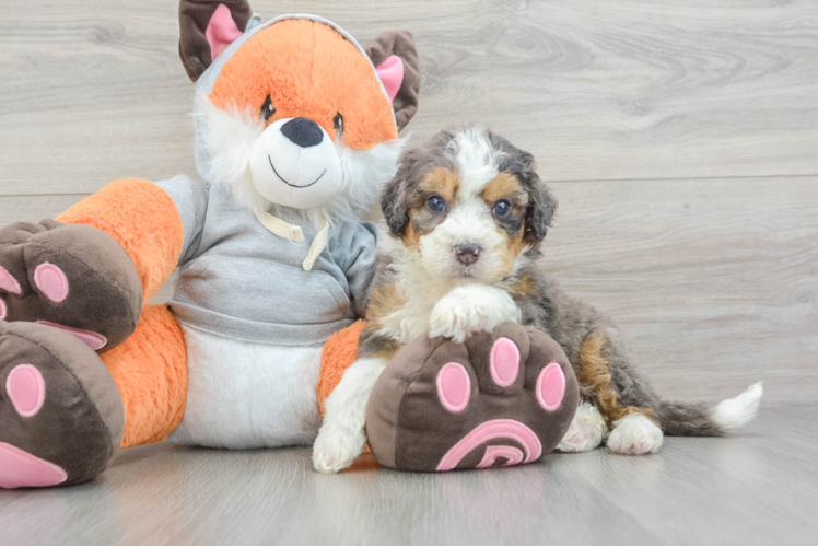 Mini Bernedoodle Puppy for Adoption