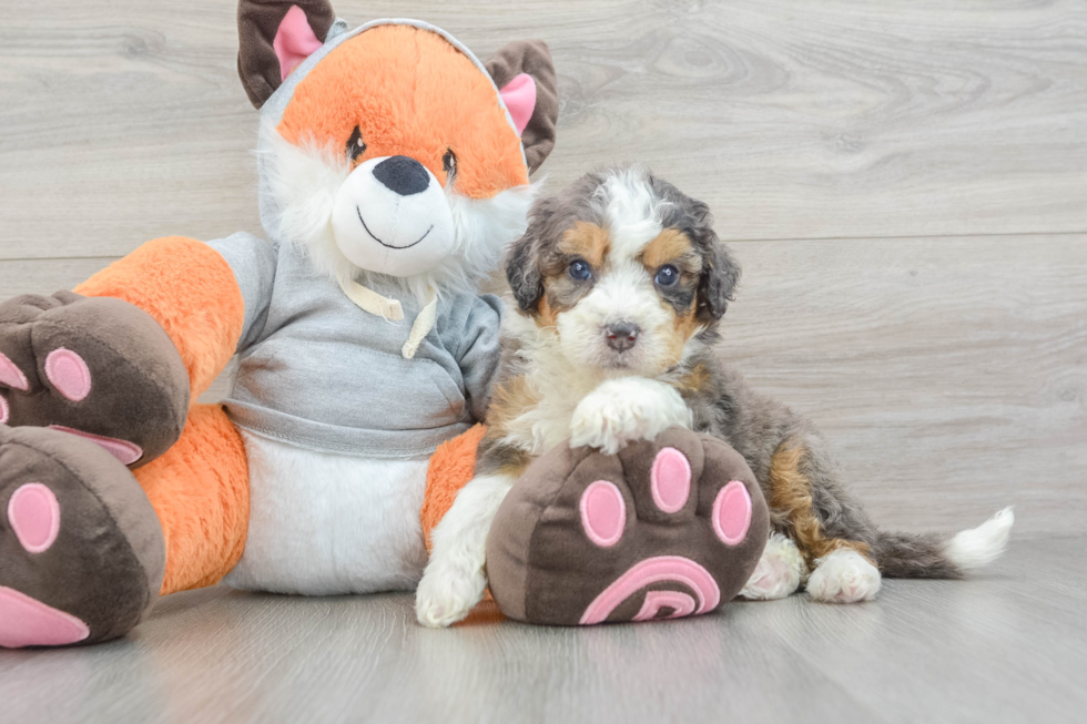 Mini Bernedoodle Puppy for Adoption