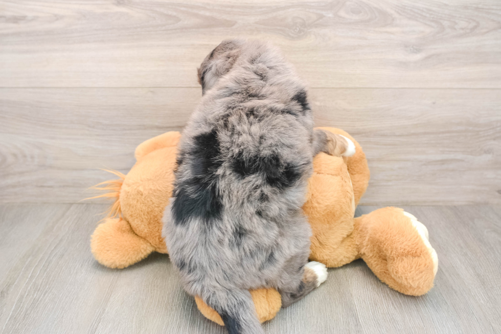 Hypoallergenic Mini Bernesedoodle Poodle Mix Puppy