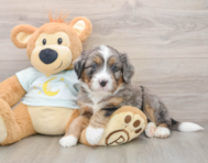 5 week old Mini Bernedoodle Puppy For Sale - Premier Pups