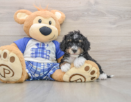 6 week old Mini Bernedoodle Puppy For Sale - Premier Pups