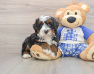 7 week old Mini Bernedoodle Puppy For Sale - Premier Pups