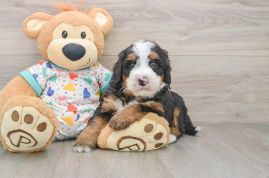 MIKA, a Mini Bernedoodle littermate
