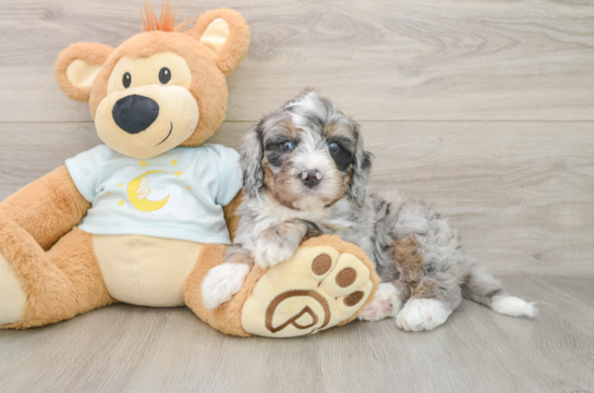 MIKA, a Mini Bernedoodle littermate