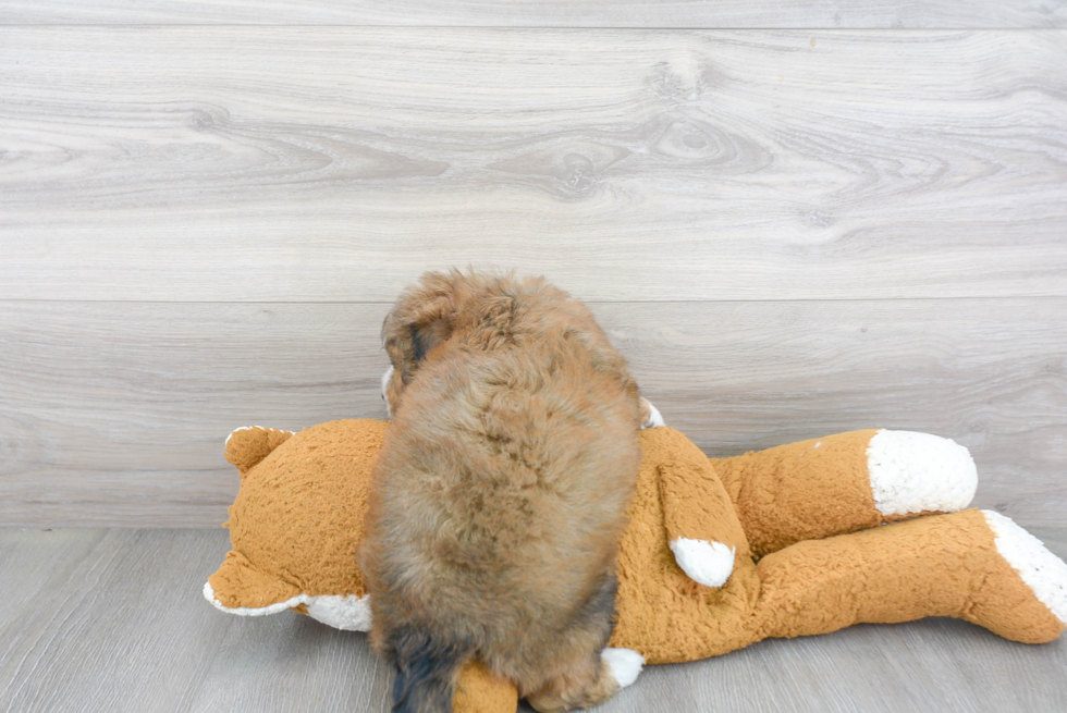 Little Bernadoodle Poodle Mix Puppy