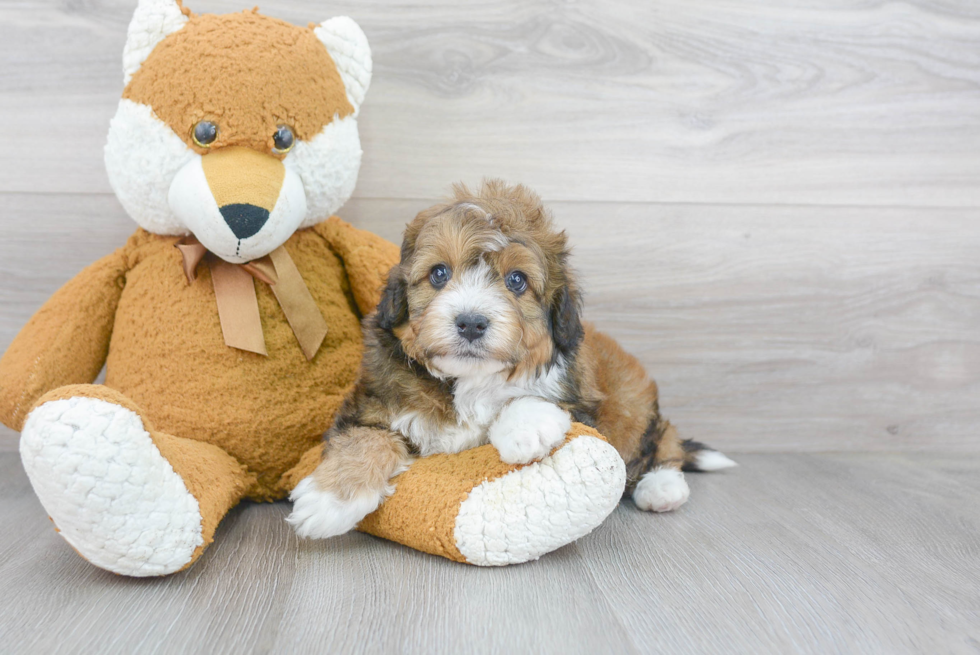Sweet Mini Bernedoodle Baby