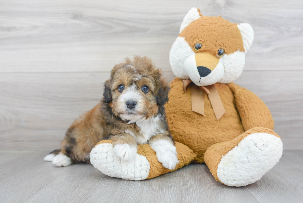 Best Mini Bernedoodle Baby
