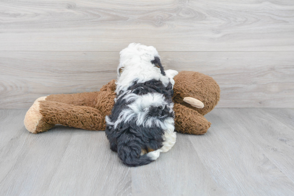 Smart Mini Bernedoodle Poodle Mix Pup
