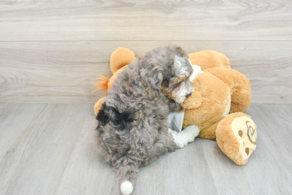 Best Mini Bernedoodle Baby