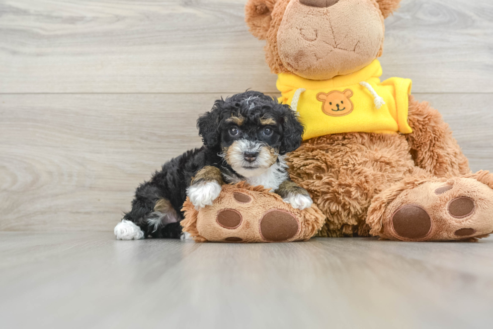 Small Mini Bernedoodle Baby