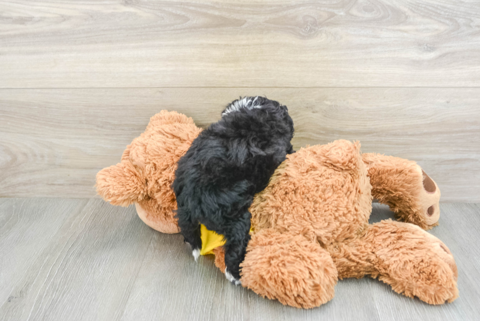 Hypoallergenic Mini Bernepoo Poodle Mix Puppy