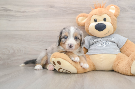 Best Mini Bernedoodle Baby