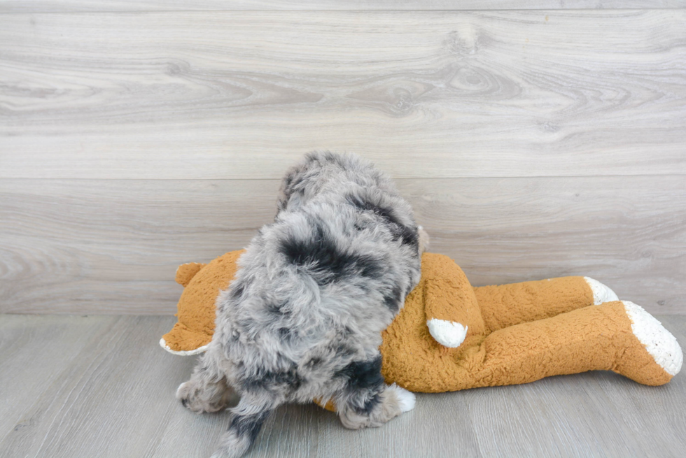 Mini Bernedoodle Puppy for Adoption