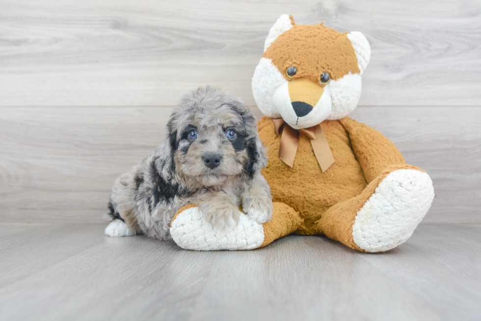 Mini Bernedoodle Puppy for Adoption