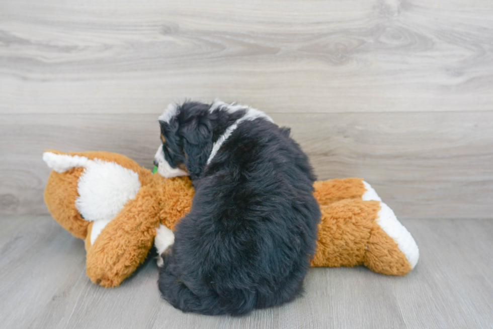 Hypoallergenic Mini Berniedoodle Poodle Mix Puppy