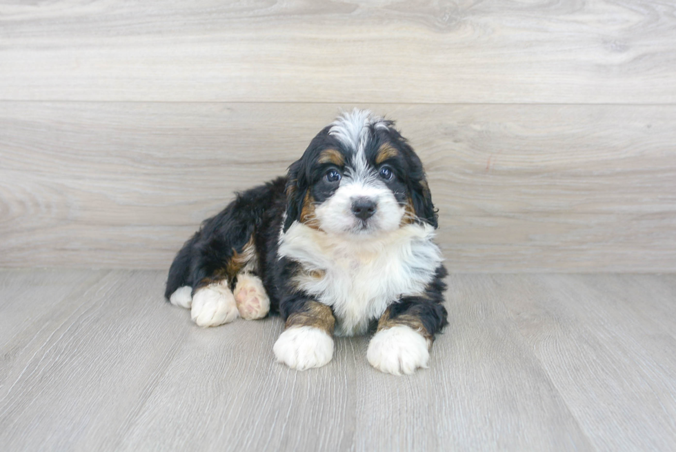 Mini Bernedoodle Pup Being Cute