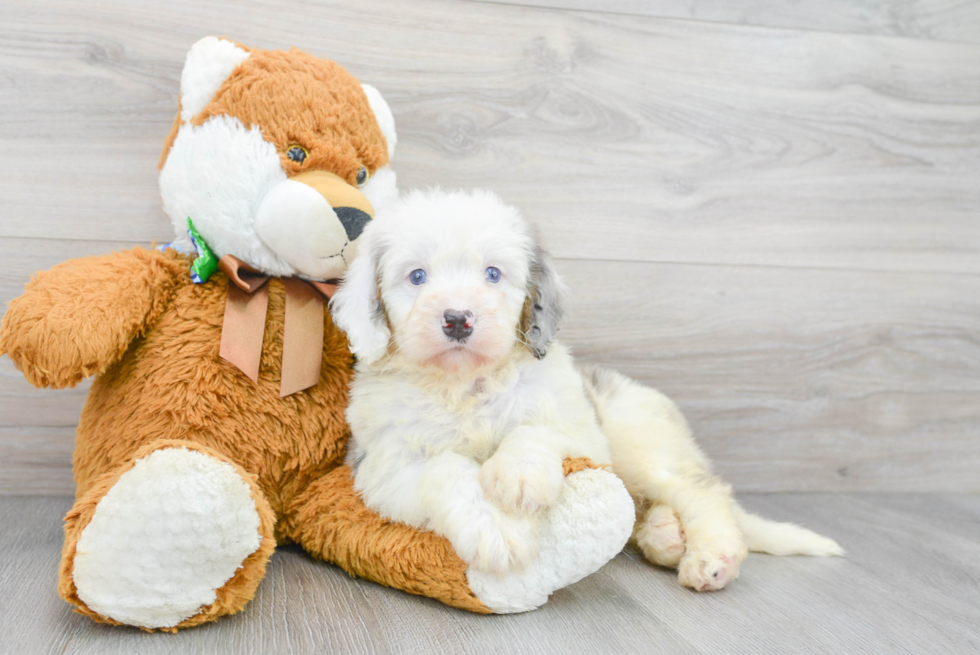 Best Mini Bernedoodle Baby