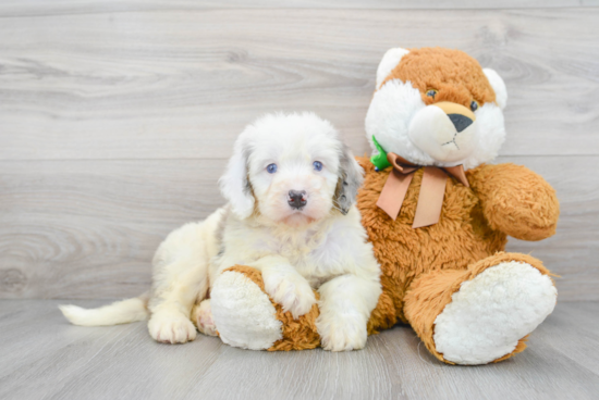 Funny Mini Bernedoodle Poodle Mix Pup