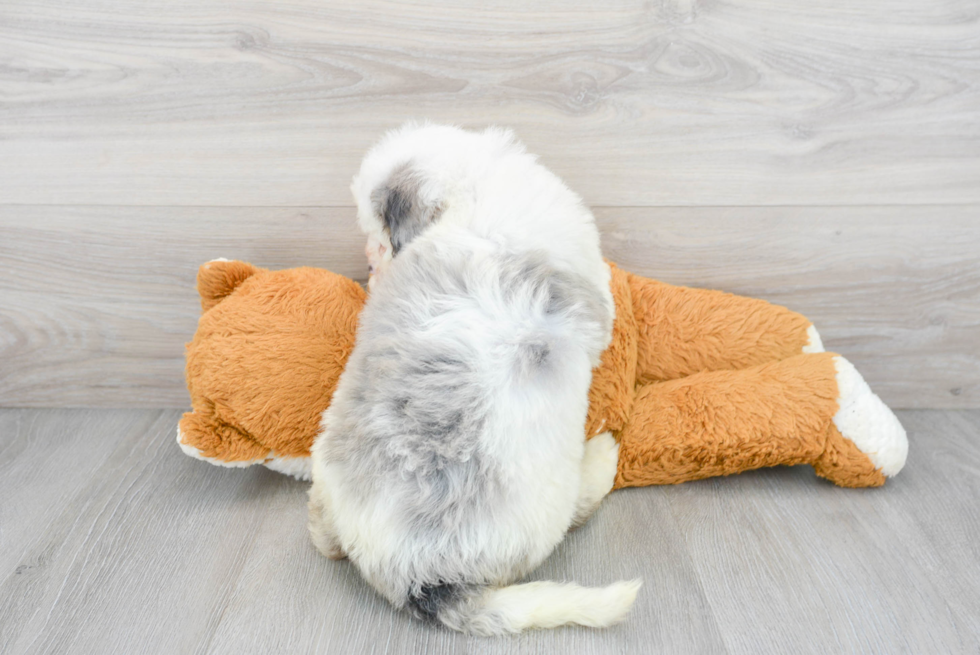 Best Mini Bernedoodle Baby