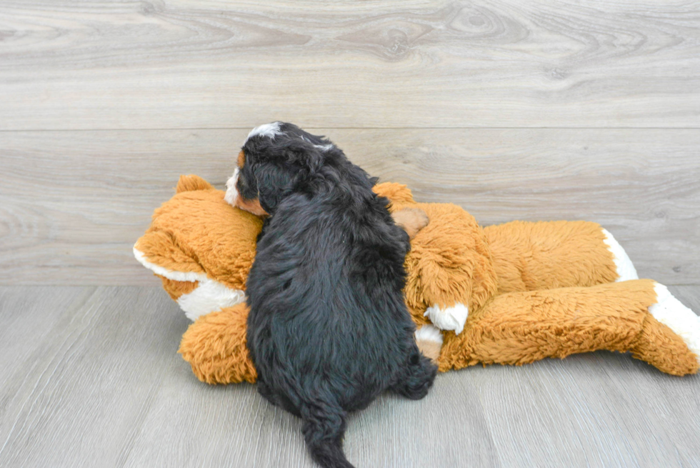 Best Mini Bernedoodle Baby