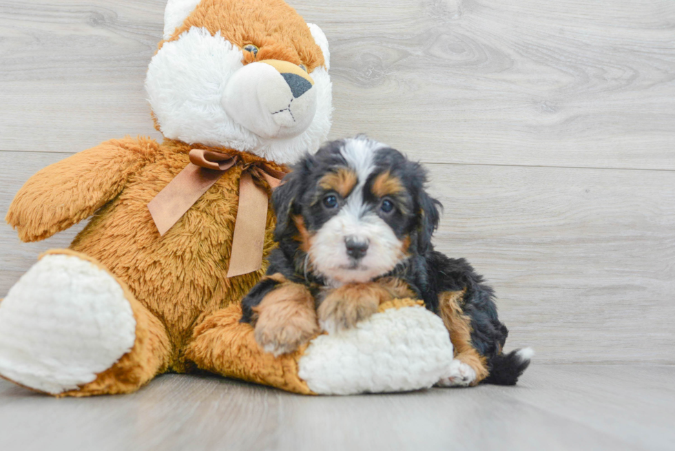 Mini Bernedoodle Puppy for Adoption