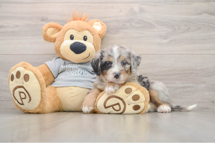 Best Mini Bernedoodle Baby