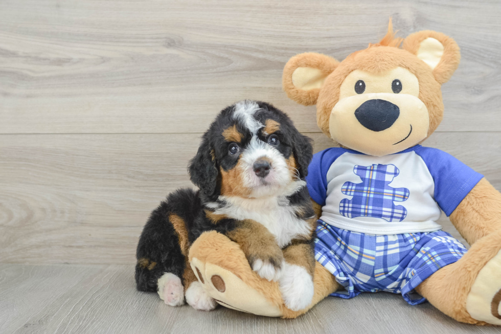 Best Mini Bernedoodle Baby