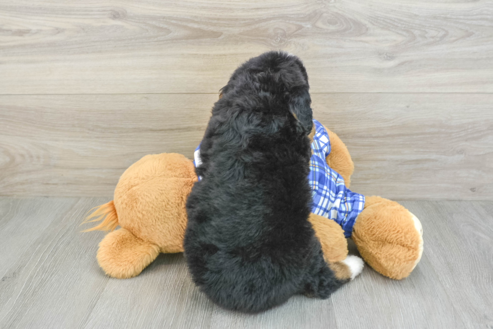 Playful Mini Bernese Poodle Poodle Mix Puppy
