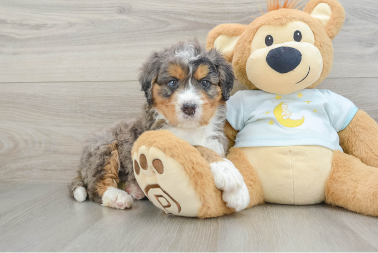 Popular Mini Bernedoodle Poodle Mix Pup