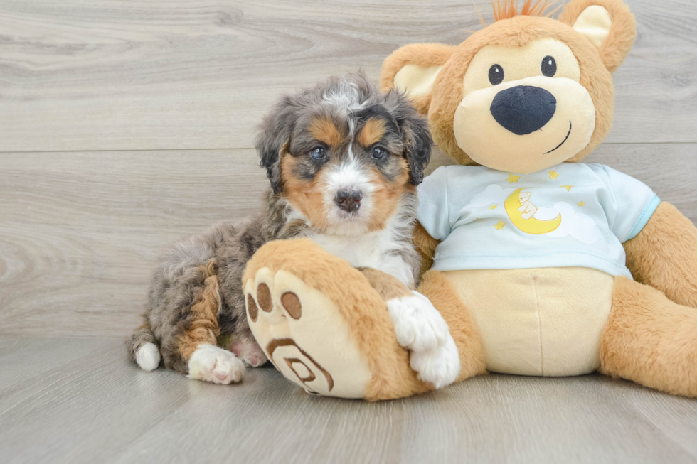 Popular Mini Bernedoodle Poodle Mix Pup