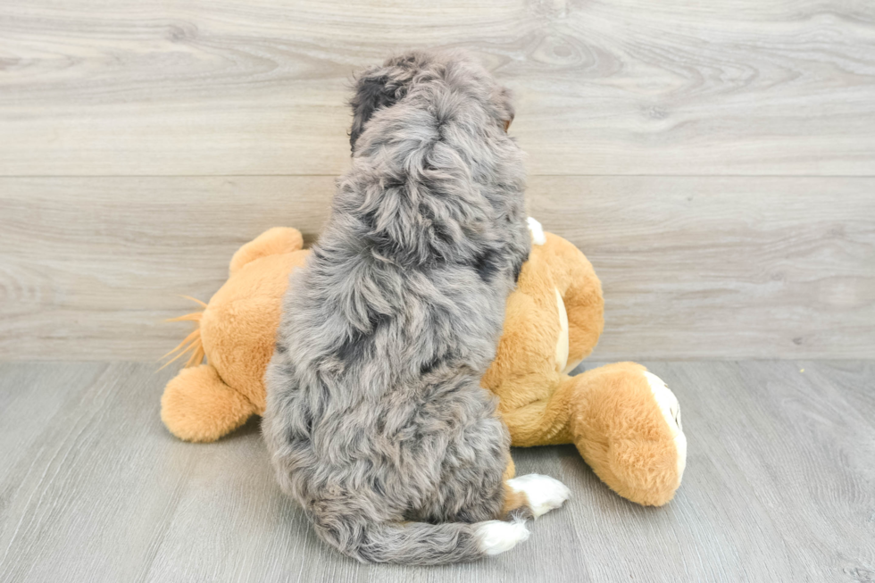 Popular Mini Bernedoodle Poodle Mix Pup