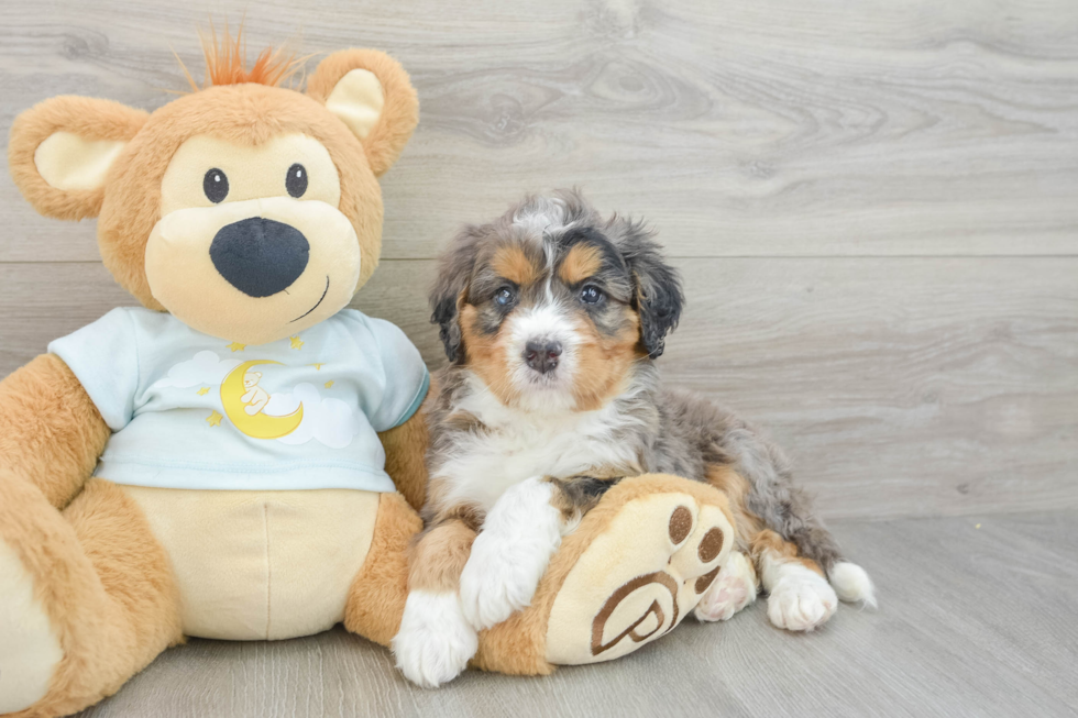 Mini Bernedoodle Pup Being Cute