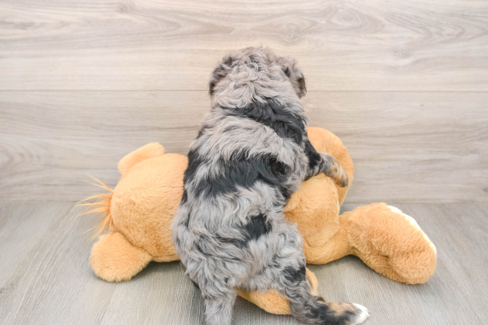 Smart Mini Bernedoodle Poodle Mix Pup