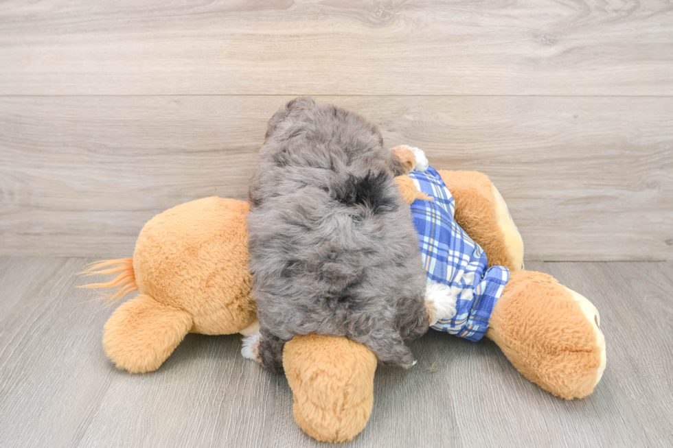 Smart Mini Bernedoodle Poodle Mix Pup