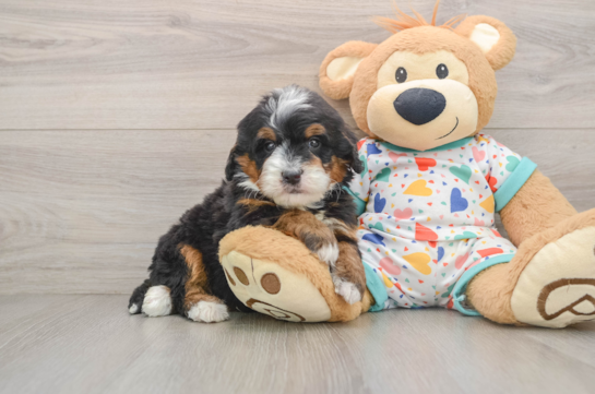 MOMOA, a Mini Bernedoodle littermate