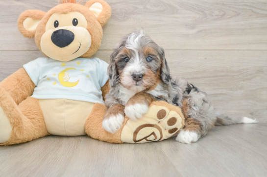 MOMOA, a Mini Bernedoodle littermate