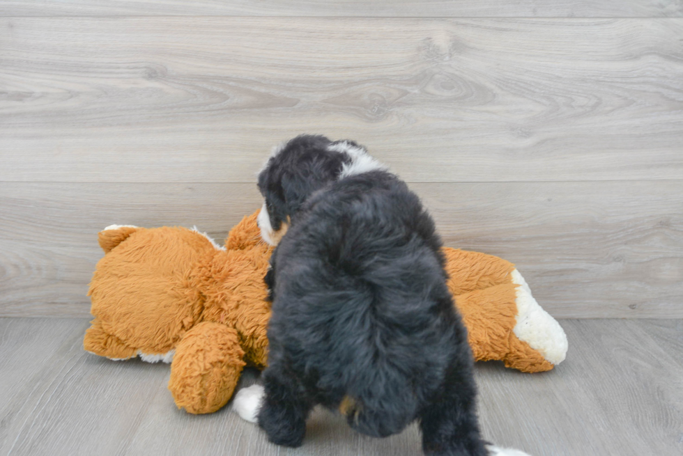 Best Mini Bernedoodle Baby