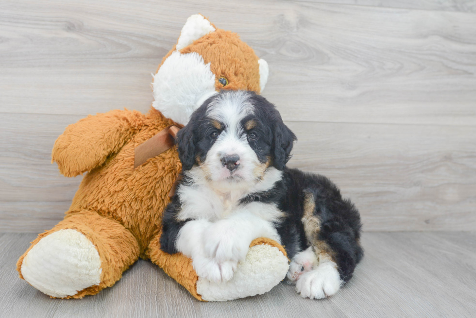 Popular Mini Bernedoodle Poodle Mix Pup