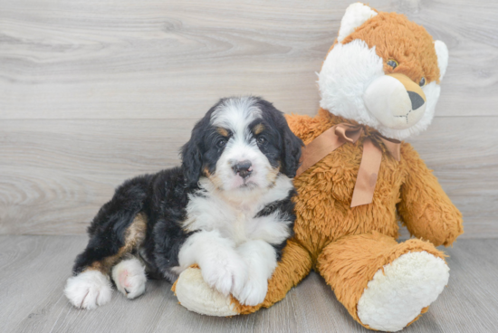 Mini Bernedoodle Puppy for Adoption
