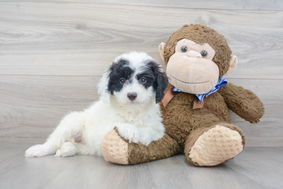 Hypoallergenic Mini Berniedoodle Poodle Mix Puppy