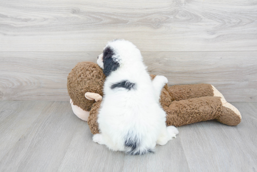 Hypoallergenic Bernadoodle Poodle Mix Puppy