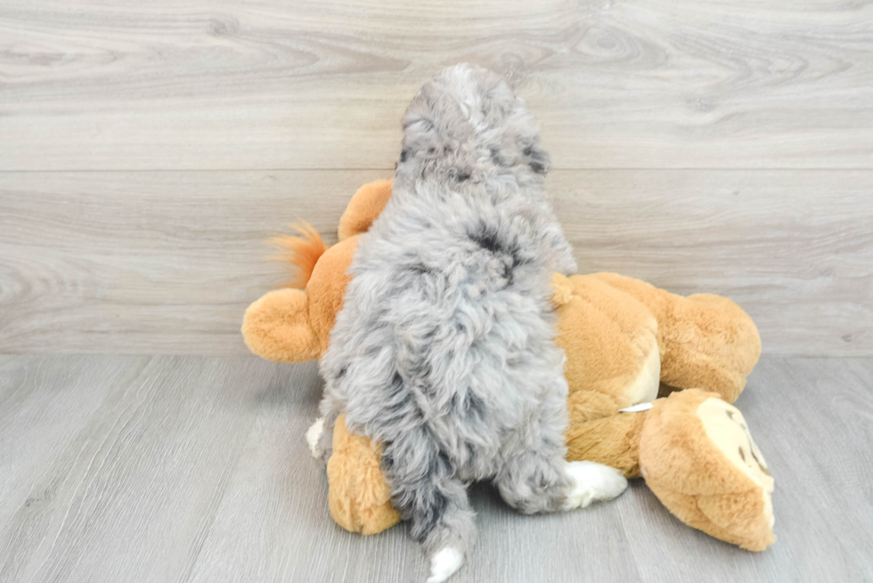 Smart Mini Bernedoodle Poodle Mix Pup