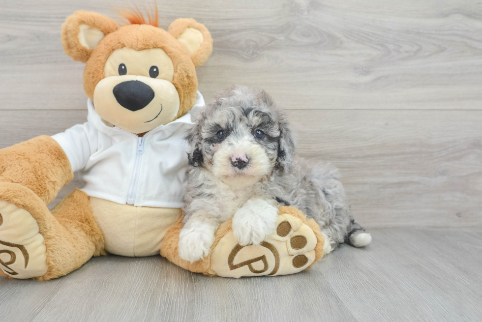 Mini Bernedoodle Pup Being Cute