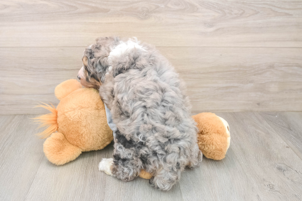 Best Mini Bernedoodle Baby