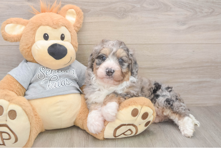Playful Mini Bernadoodle Poodle Mix Puppy
