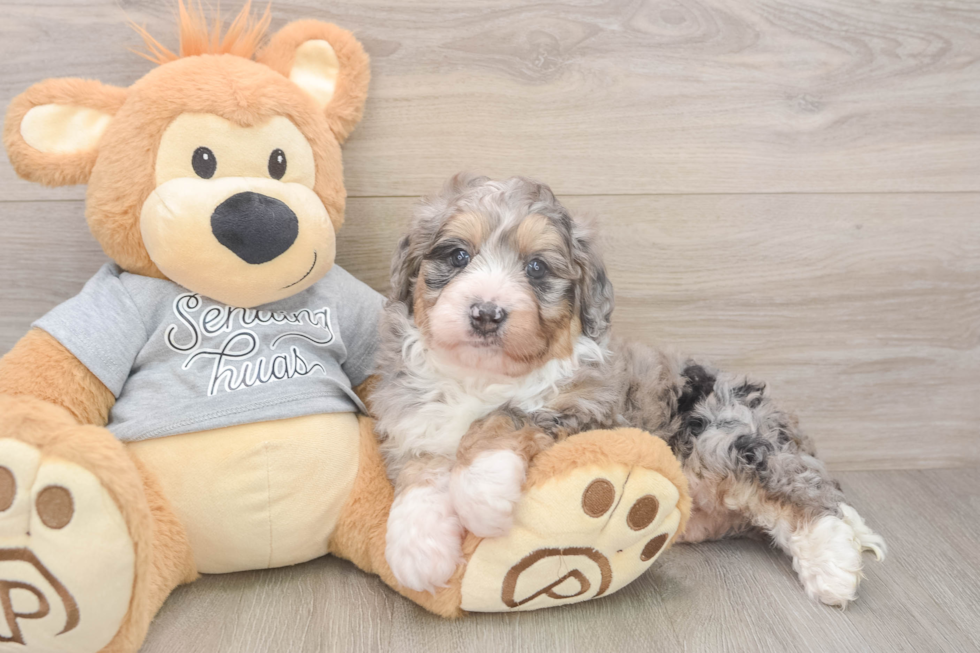 Playful Mini Bernadoodle Poodle Mix Puppy