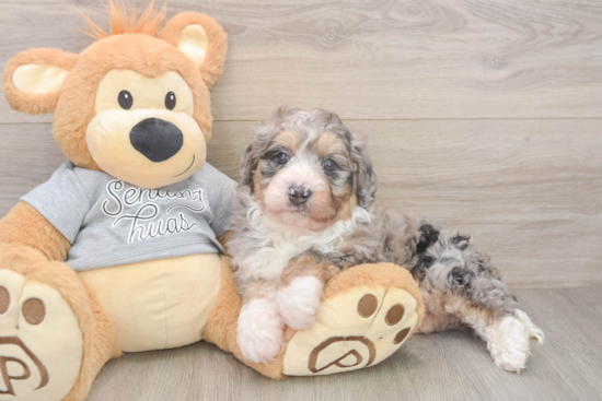 Playful Mini Bernadoodle Poodle Mix Puppy